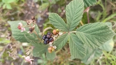 Rubus fruticosus