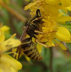 Dolichovespula sylvestris