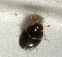 Coleoptera