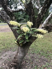 Dendrobium speciosum curvicaule
