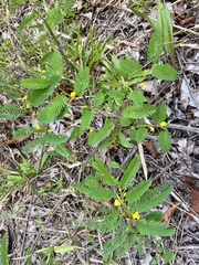 Chamaecrista