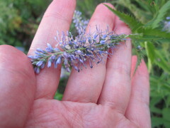 Veronica longifolia