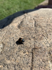 Labidomera clivicollis