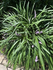 Liriope muscari