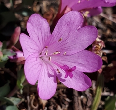 Epilobium obcordatum