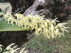 Dendrobium speciosum curvicaule