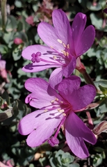 Epilobium obcordatum