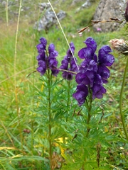 Aconitum tauricum