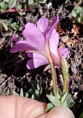 Epilobium obcordatum