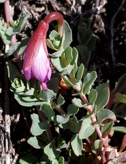 Epilobium obcordatum