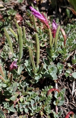 Epilobium obcordatum