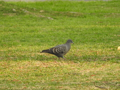 Patagioenas maculosa