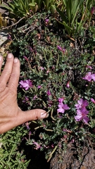 Epilobium obcordatum