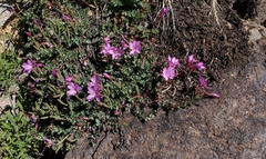 Epilobium obcordatum