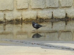 Molothrus rufoaxillaris