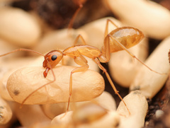 Camponotus pudorosus