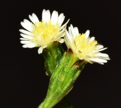 Symphyotrichum subulatum squamatum