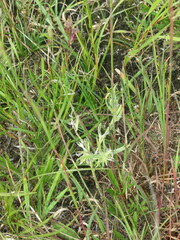 Lithospermum incisum