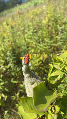 Tetraopes tetrophthalmus