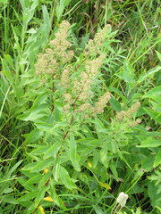 Spiraea alba
