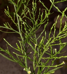Symphyotrichum subulatum squamatum