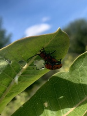 Tetraopes tetrophthalmus