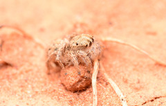 Habronattus texanus