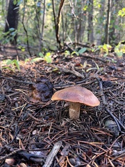 Leccinum aurantiacum