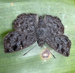 Pyrginae