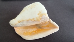 Lobatus peruvianus