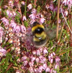 Bombus jonellus