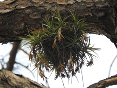 Tillandsia aeranthos