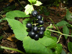 Actaea spicata