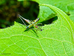 Orthoptera