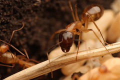 Camponotus pudorosus