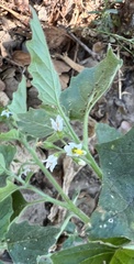 Solanum physalifolium nitidibaccatum