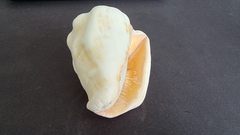 Lobatus peruvianus