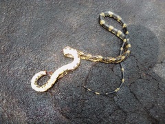 Spilotes pullatus
