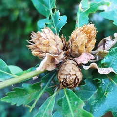 Andricus foecundatrix