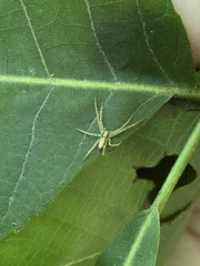 Thomisidae