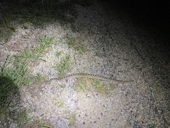 Sistrurus tergeminus