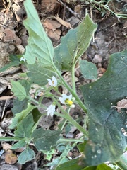 Solanum physalifolium nitidibaccatum