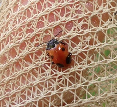 Endomychus biguttatus