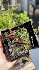 Marchantia polymorpha ruderalis