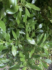 Euonymus japonicus