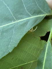 Thomisidae