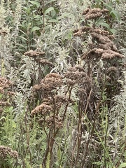 Achillea millefolium