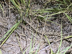 Sistrurus tergeminus