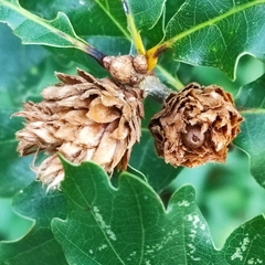 Andricus foecundatrix