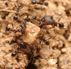 Pheidole rhea
